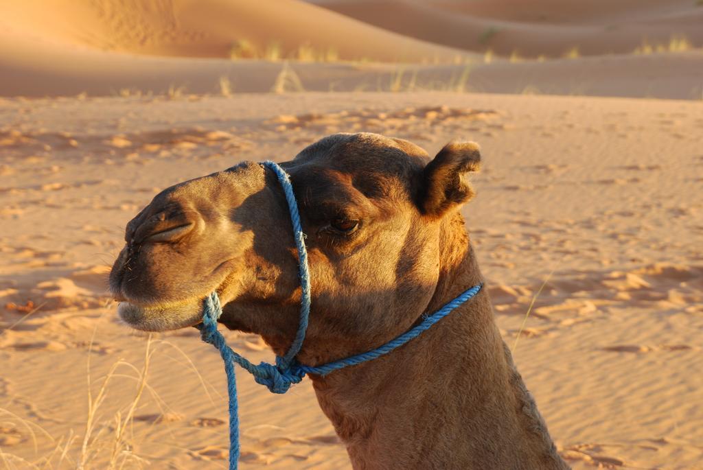 Auberge De Charme Les Dunes D'Or Merzouga Exterior foto